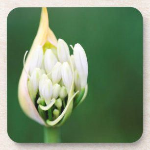 Afrikaanse Lily, Agapanthus Praecox, Kaapstad Drankjes Onderzetter