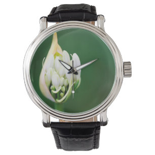 Afrikaanse Lily, Agapanthus Praecox, Kaapstad Horloge