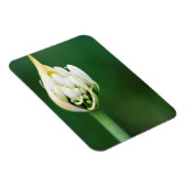 Afrikaanse Lily, Agapanthus Praecox, Kaapstad Magneet (Rechterzijde)