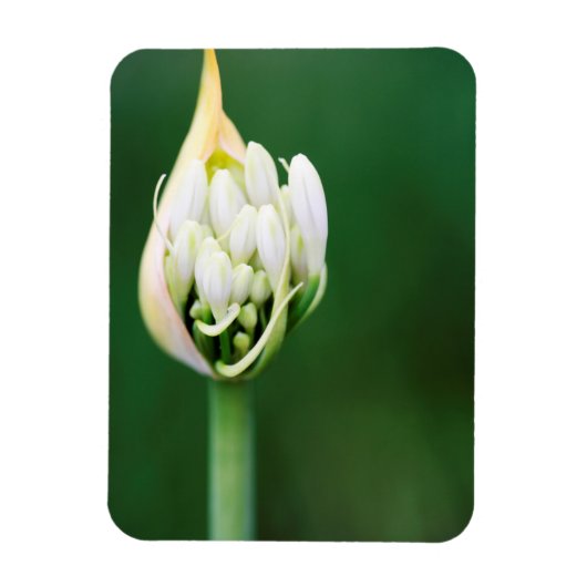 Afrikaanse Lily, Agapanthus Praecox, Kaapstad Magneet (Verticaal)