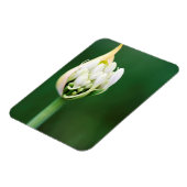 Afrikaanse Lily, Agapanthus Praecox, Kaapstad Magneet (Linkerzijde)