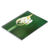 Afrikaanse Lily, Agapanthus Praecox, Kaapstad Notitieboek (Linkerzijde)