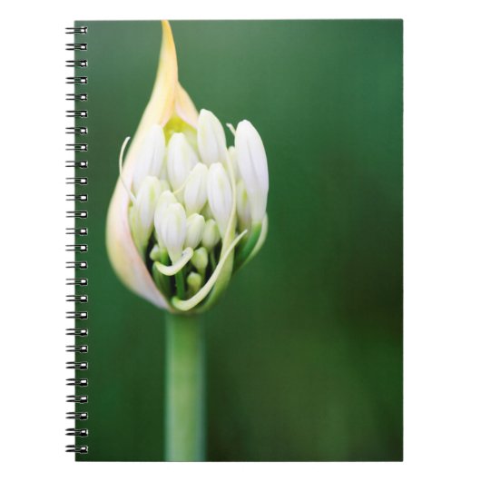 Afrikaanse Lily, Agapanthus Praecox, Kaapstad Notitieboek (Voorkant)