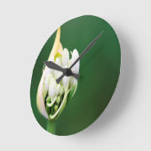 Afrikaanse Lily, Agapanthus Praecox, Kaapstad Ronde Klok (Hoek)