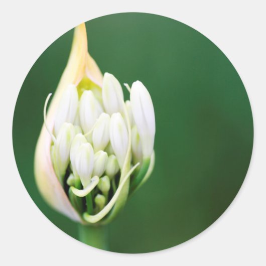 Afrikaanse Lily, Agapanthus Praecox, Kaapstad Ronde Sticker (Voorkant)