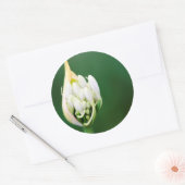 Afrikaanse Lily, Agapanthus Praecox, Kaapstad Ronde Sticker (Envelop)