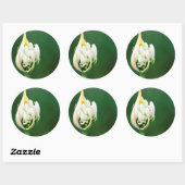 Afrikaanse Lily, Agapanthus Praecox, Kaapstad Ronde Sticker (Vel)