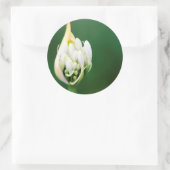 Afrikaanse Lily, Agapanthus Praecox, Kaapstad Ronde Sticker (Tas)