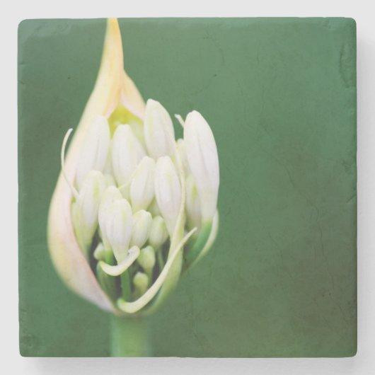 Afrikaanse Lily, Agapanthus Praecox, Kaapstad Stenen Onderzetter (Voorkant)