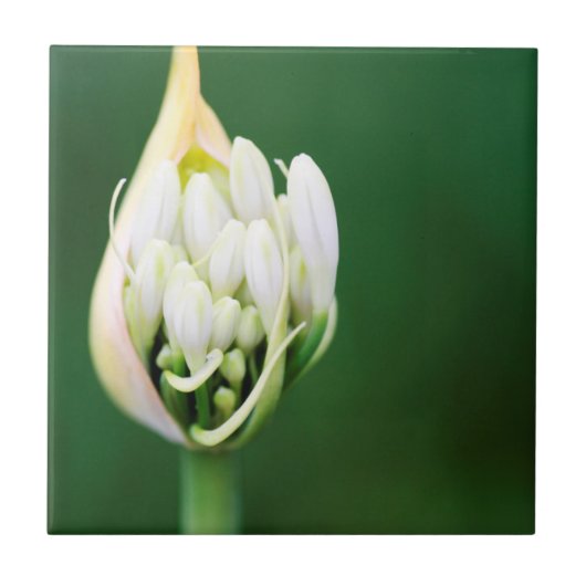 Afrikaanse Lily, Agapanthus Praecox, Kaapstad Tegeltje (Voorkant)