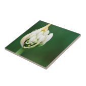 Afrikaanse Lily, Agapanthus Praecox, Kaapstad Tegeltje (Zijkant)