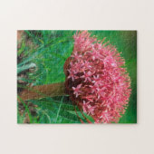 Afrikaanse Lily (Agapanthus Praecox), Mala Mala Legpuzzel (Horizontaal)