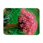 Afrikaanse Lily (Agapanthus Praecox), Mala Mala Magneet (Horizontaal)