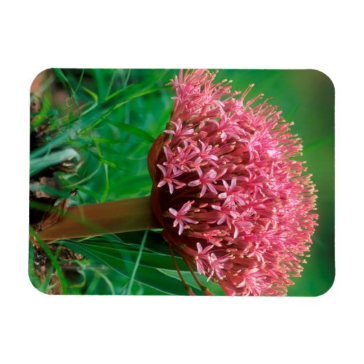 Afrikaanse Lily (Agapanthus Praecox), Mala Mala Magneet (Horizontaal)