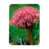 Afrikaanse Lily (Agapanthus Praecox), Mala Mala Magneet (Verticaal)