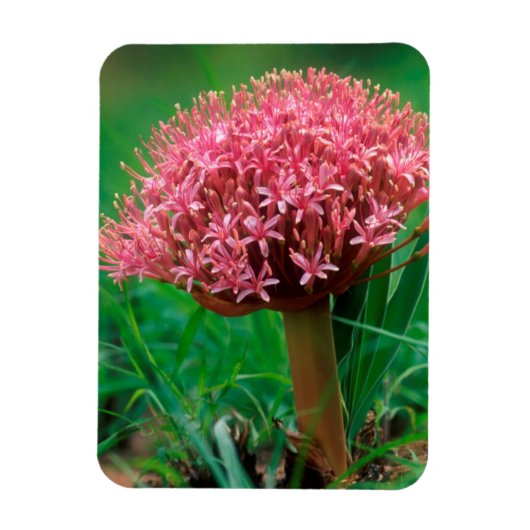 Afrikaanse Lily (Agapanthus Praecox), Mala Mala Magneet (Verticaal)