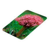 Afrikaanse Lily (Agapanthus Praecox), Mala Mala Magneet (Linkerzijde)