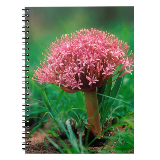 Afrikaanse Lily (Agapanthus Praecox), Mala Mala Notitieboek (Voorkant)