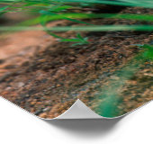 Afrikaanse Lily (Agapanthus Praecox), Mala Mala Poster (Hoek)