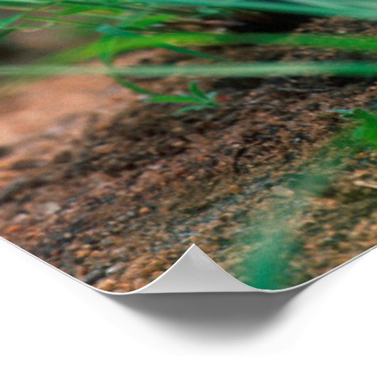 Afrikaanse Lily (Agapanthus Praecox), Mala Mala Poster (Hoek)