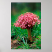 Afrikaanse Lily (Agapanthus Praecox), Mala Mala Poster (Voorkant)