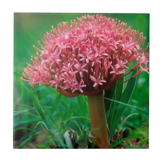 Afrikaanse Lily (Agapanthus Praecox), Mala Mala Tegeltje (Voorkant)