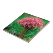 Afrikaanse Lily (Agapanthus Praecox), Mala Mala Tegeltje (Zijkant)