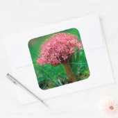 Afrikaanse Lily (Agapanthus Praecox), Mala Mala Vierkante Sticker (Envelop)