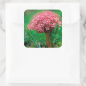 Afrikaanse Lily (Agapanthus Praecox), Mala Mala Vierkante Sticker (Tas)