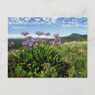 Afrikaanse Lily (Agapanthus praecox), Mossel Bay Briefkaart