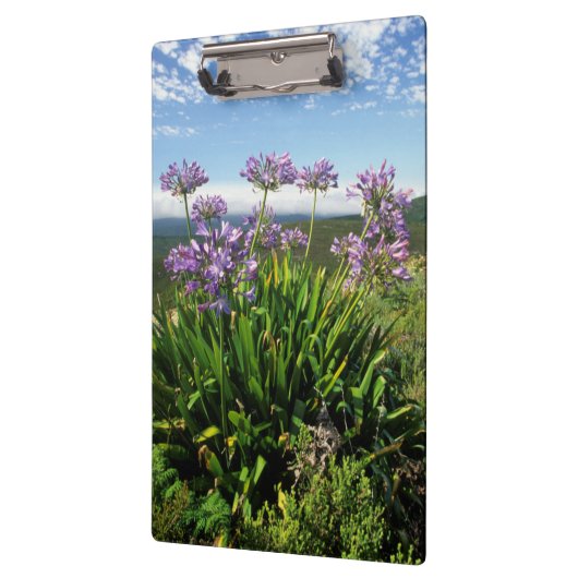 Afrikaanse Lily (Agapanthus praecox), Mossel Bay Klembord (Links)