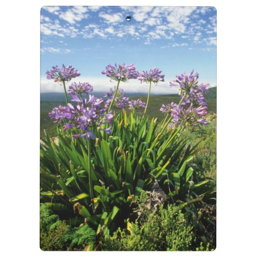 Afrikaanse Lily (Agapanthus praecox), Mossel Bay Klembord (Achterkant)