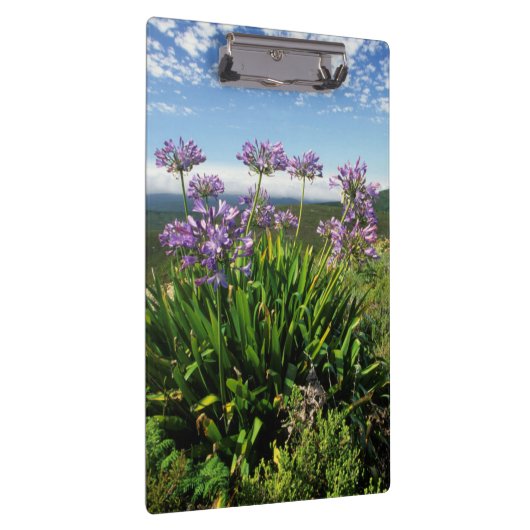 Afrikaanse Lily (Agapanthus praecox), Mossel Bay Klembord (Rechts)