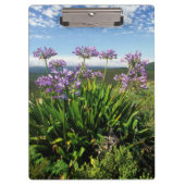 Afrikaanse Lily (Agapanthus praecox), Mossel Bay Klembord (Voorkant)