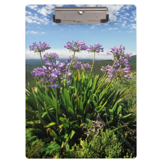 Afrikaanse Lily (Agapanthus praecox), Mossel Bay Klembord (Voorkant)