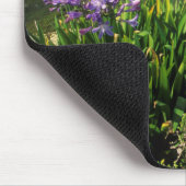 Afrikaanse Lily (Agapanthus praecox), Mossel Bay Muismat (Hoek)