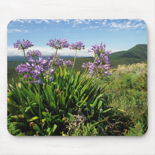 Afrikaanse Lily (Agapanthus praecox), Mossel Bay Muismat (Voorkant)