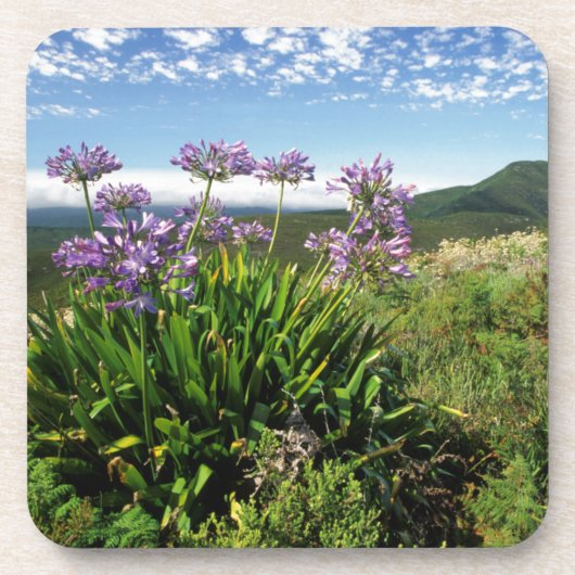 Afrikaanse Lily (Agapanthus praecox), Mossel Bay Onderzetter (Voorkant)