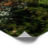 Afrikaanse Lily (Agapanthus praecox), Mossel Bay Poster (Hoek)