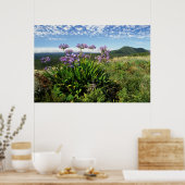 Afrikaanse Lily (Agapanthus praecox), Mossel Bay Poster (Keuken)