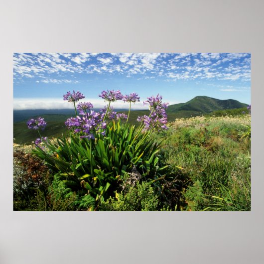 Afrikaanse Lily (Agapanthus praecox), Mossel Bay Poster (Voorkant)