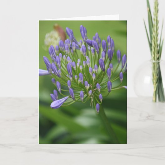 Afrikaanse Lily-kaart Bedankkaart (Voorkant)