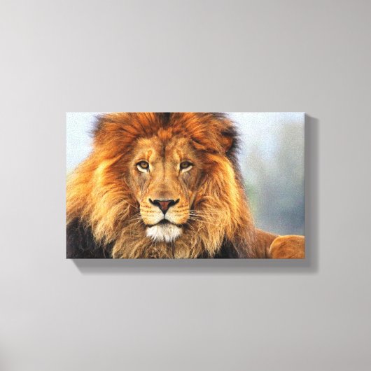 Afrikaanse lion 1 canvas afdruk (Voorkant)