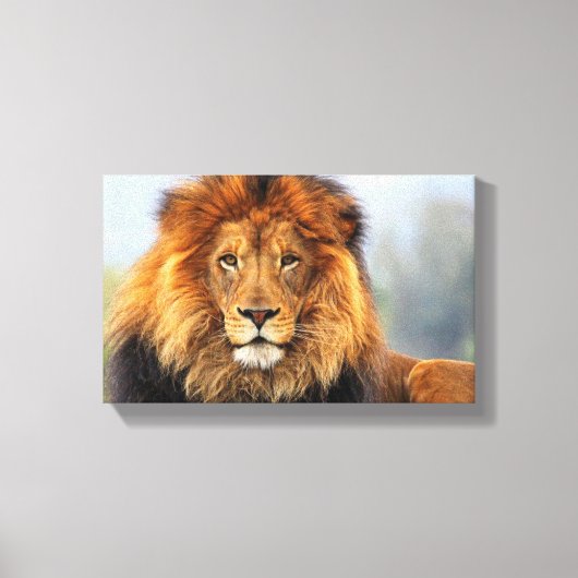 Afrikaanse lion 1 canvas afdruk (Voorkant)