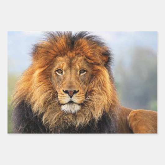 Afrikaanse lion 1 inpakpapier vel (Voorkant 2)