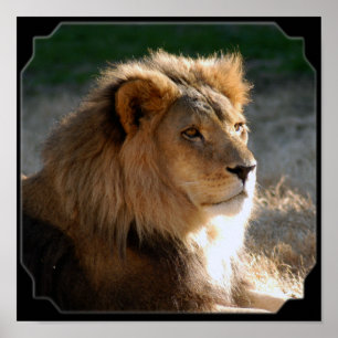 Afrikaanse lion-6775e11x11fram poster