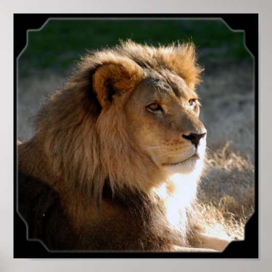 Afrikaanse lion-6775e11x11fram poster (Voorkant)