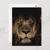Afrikaanse lion briefkaart (Voorkant / Achterkant)