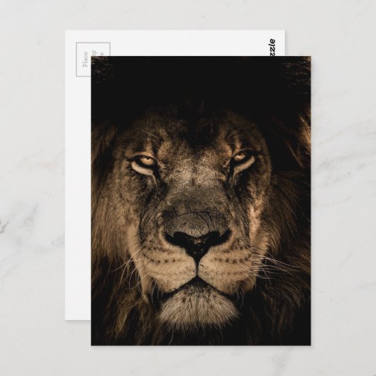 Afrikaanse lion briefkaart (Voorkant / Achterkant)