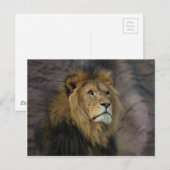 Afrikaanse lion briefkaart (Voorkant / Achterkant)
